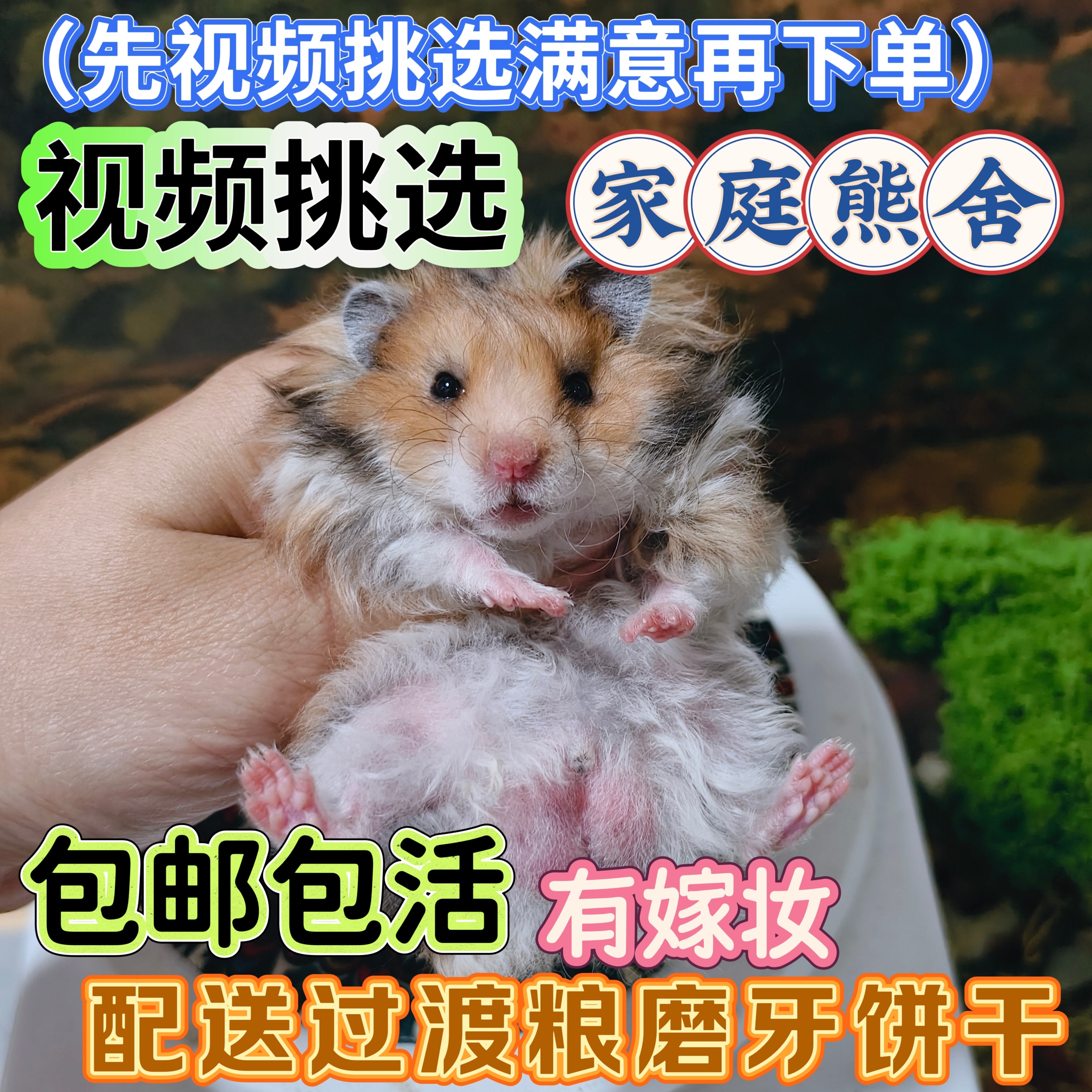 【视频挑选】稀有卷毛黑蜜波利家仓鼠