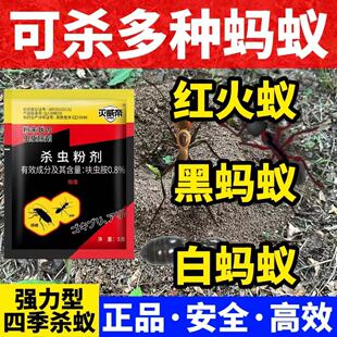蚂蚁药厨房室内非无毒家用一窝一锅端灭除红火黑蚁防治专用药饵剂