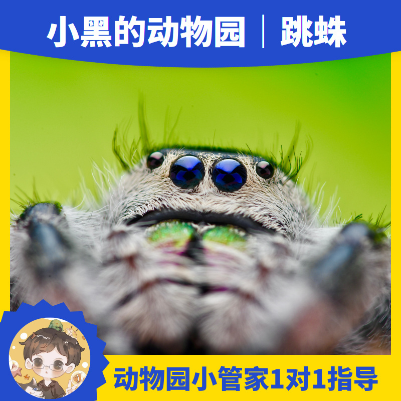 佛罗里达跳蛛迷你蜘蛛桌面好养卢卡斯寝室宠物儿童生日礼物男孩