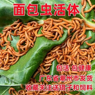 面包虫活虫 鲜活黄粉虫鹦鹉龙鱼乌龟鸟食仓鼠蜥蜴活体宠物饲料