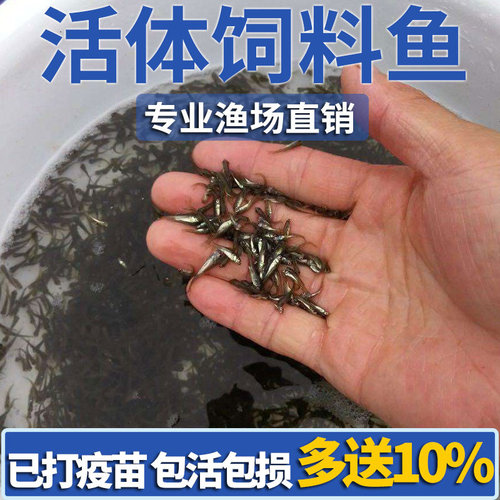 麦穗鱼活鱼喂乌龟吃的饵料六角恐龙蝾螈鳄角蛙宠物食用小杂鱼苗仔