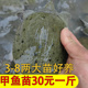 小甲鱼苗活苗外塘半斤养殖2两3两4两5两鲜活活体中华鳖苗水鱼团鱼