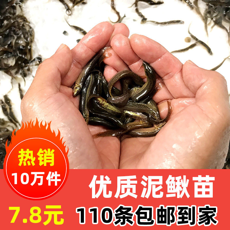 台湾泥鳅苗泥鳅鲜活小泥鳅苗宠物鱼龙鱼乌龟筏钓小鱼活体饲料