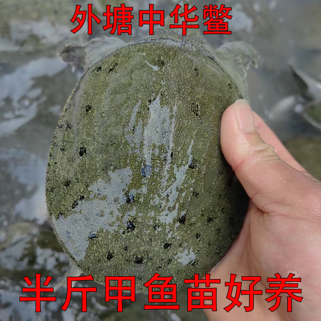 甲鱼活苗外塘养殖中华鳖鱼乌龟王八团鱼水鱼苗龙鱼饲料小老鳖苗