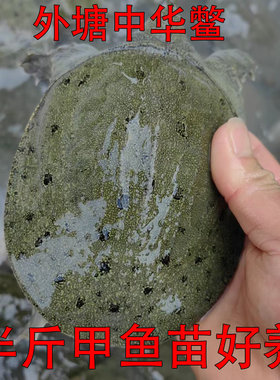 甲鱼活苗外塘养殖中华鳖鱼乌龟王八团鱼水鱼苗龙鱼饲料小老鳖苗