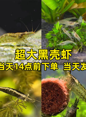 超大黑壳虾除藻虾喂鱼喂乌龟活体饲料吃屎虾水族草缸虾清洁虾