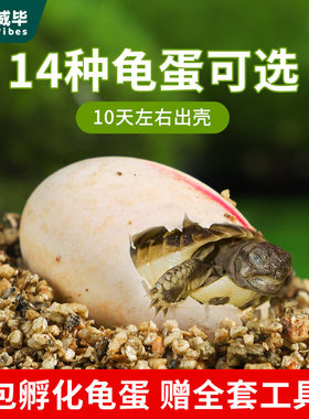 可孵化乌龟蛋套装中华草龟花龟巴西龟鳄龟活体受精蛋宠物招财龟