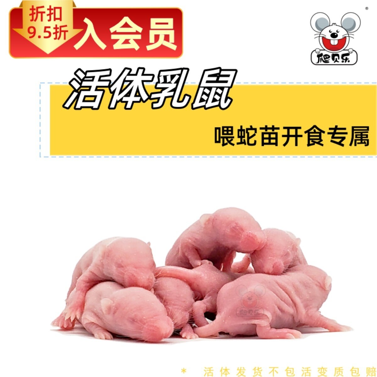 活体乳鼠红粉皮白霜无菌喂角蛙饲爬虫/鸣虫食物