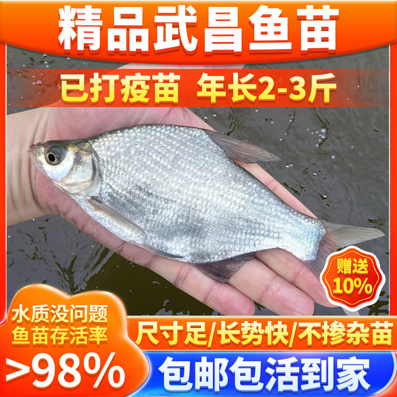 特大武昌鱼苗鳊鱼苗淡水养殖食用扁鱼苗活体鱼三角鲂团头鲂边鱼苗,宠物/宠物食品及用品,鱼,淘宝优惠券,粉丝福利购,淘宝优惠卷