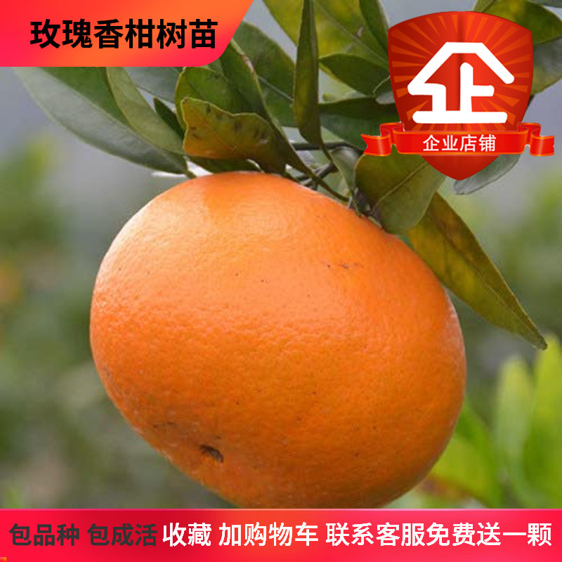 湖南产地直销果树苗优价促销玫瑰香柑树苗特价包邮