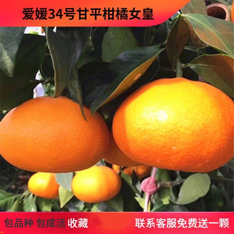爱媛34甘平柑橘女王树苗 嫁接桔子果树果苗 晚熟盆栽种植柑桔树苗