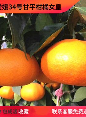 爱媛34甘平柑橘女王树苗 嫁接桔子果树果苗 晚熟盆栽种植柑桔树苗