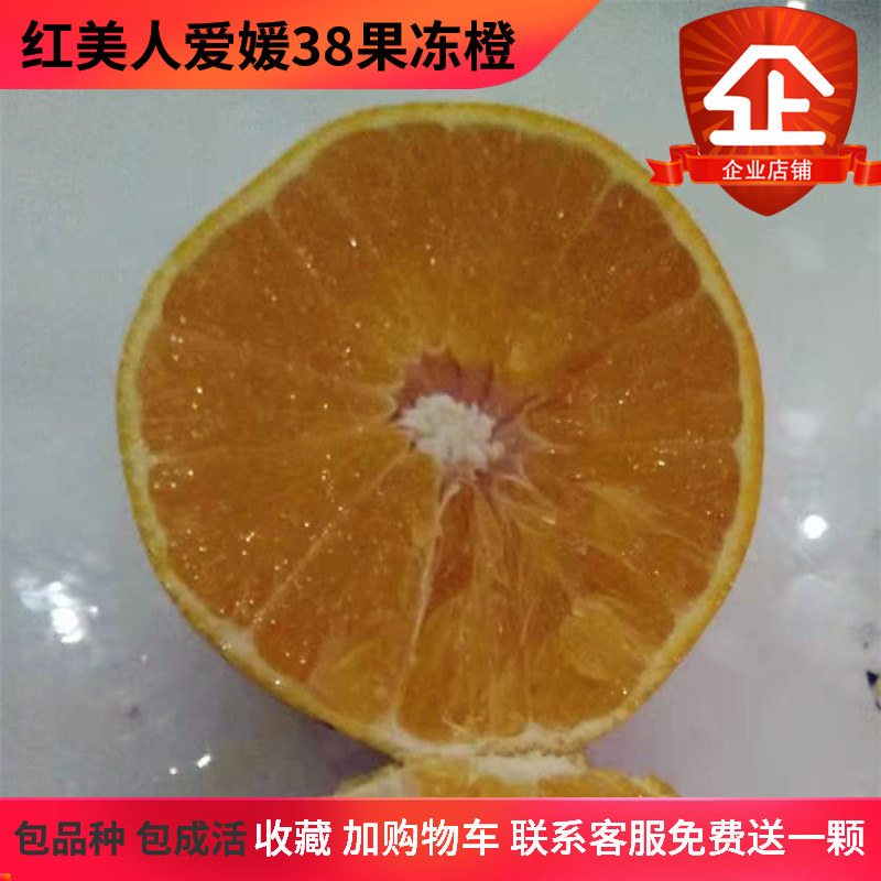 爱媛38号红美人树苗果冻橙高糖桔树苗柑橘苗橘子树苗入口化渣