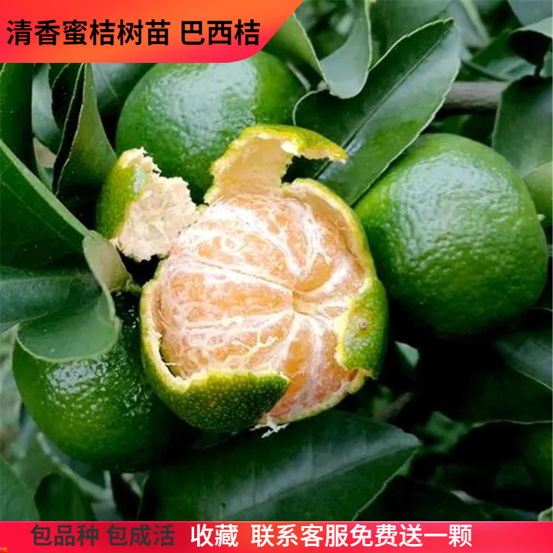 清香蜜桔树苗巴西桔青皮果纯甜无酸早熟柑橘苗湖南果树苗嫁接苗