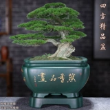 Bonsai Flower Basin Boutique Zifang Purple Basin Внутренняя гостиная Lubu Luo Han Pine Pot Bany