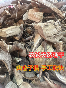 福建山仓子根500g包邮 晒干 木姜子根 臭积柴乏力草
