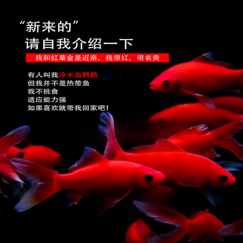 锦鲤活鱼观赏鱼冷水血鹦鹉发财鱼黑葡萄眼红草金好养金鱼苗风水鱼