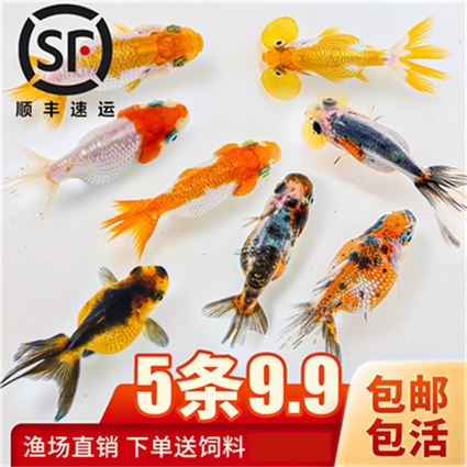 不加温的金鱼自来水可养适合新手