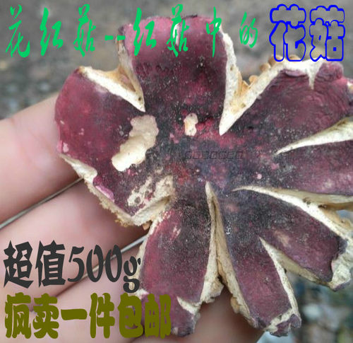 正宗野生红蘑菇香菇农