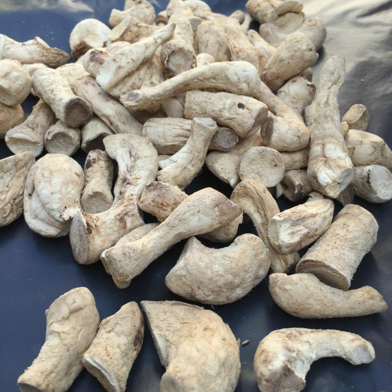 5斤包邮新鲜干货双剪香菇脚大个香菇腿500g散装适合包包子包饺子