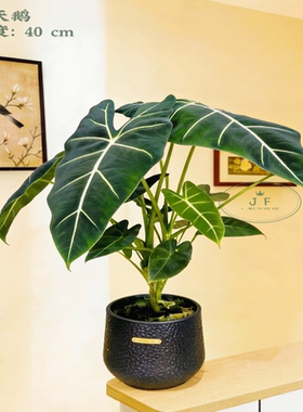 【绿天鹅绒海芋】室内好养净化空气绿植盆栽