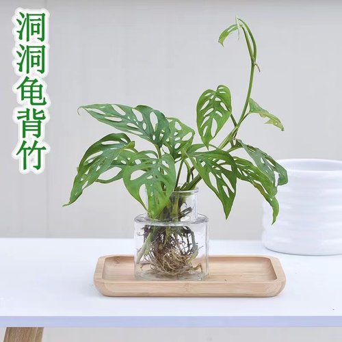 仙洞龟背室内客厅净化空气吸甲醛