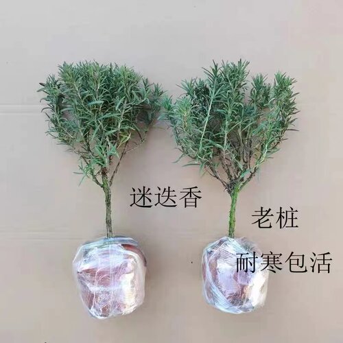 迷迭香客厅净化空气美观