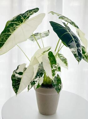 绿天鹅锦海芋绿植室内ins观叶净化北欧植物盆栽好养桌面空气热植