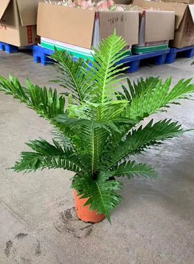 富贵蕨盆栽大型观叶室内办公植物