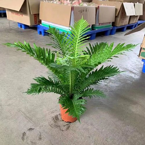 富贵蕨盆栽大型观叶室内办公植物