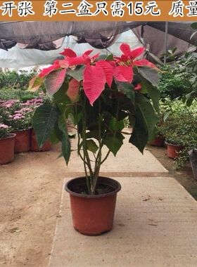 植物盆栽阳台庭院花园真花客厅