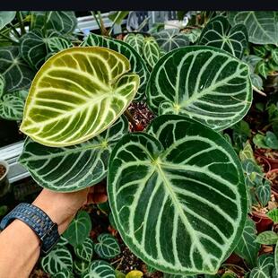 铜锣烧花烛绿植盆栽小众热带植物室内观叶四季好养客厅阳台可水培