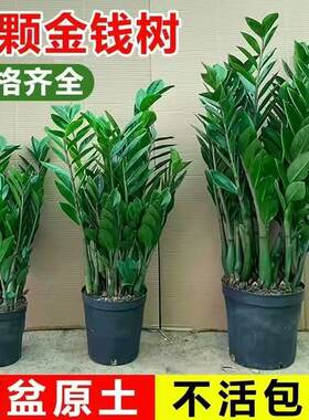 金钱盆栽四季常青发财树钱串子