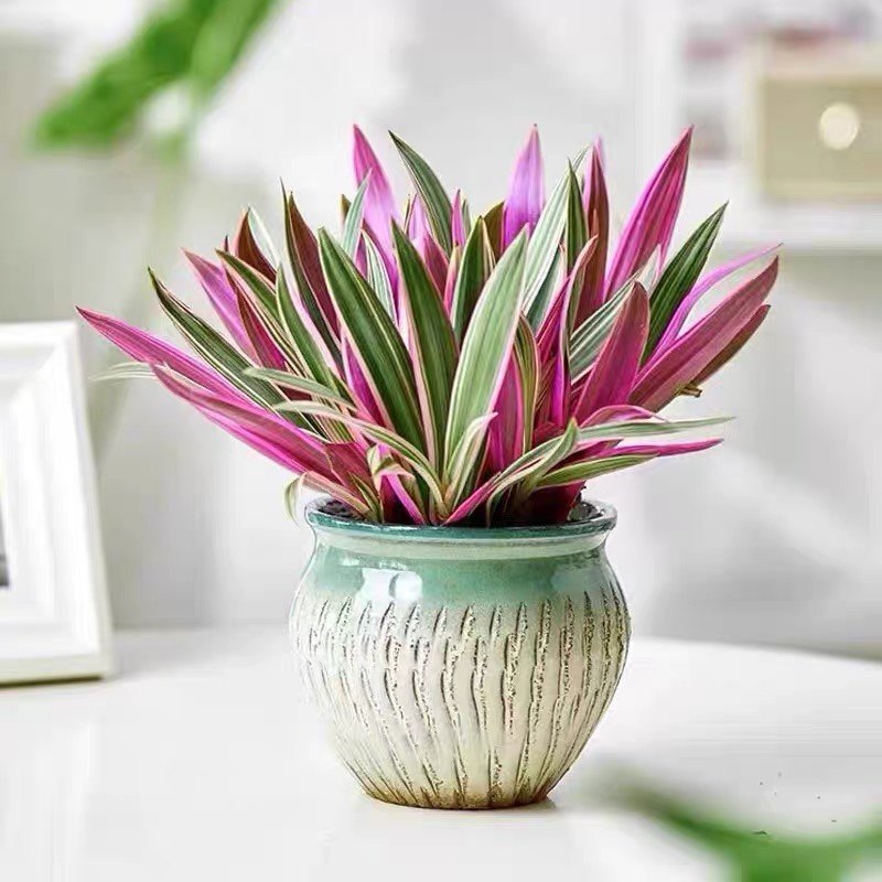 吊兰净化空气桌面客厅阳台