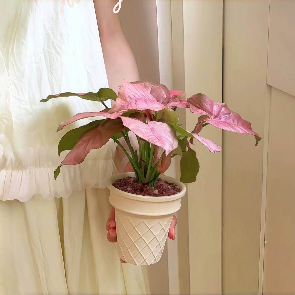 红粉佳人合果芋粉色植物盆栽