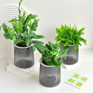 室内耐阴蕨类植物草本苔藓绿植净化空气喜潮湿水培观叶茶室摆件