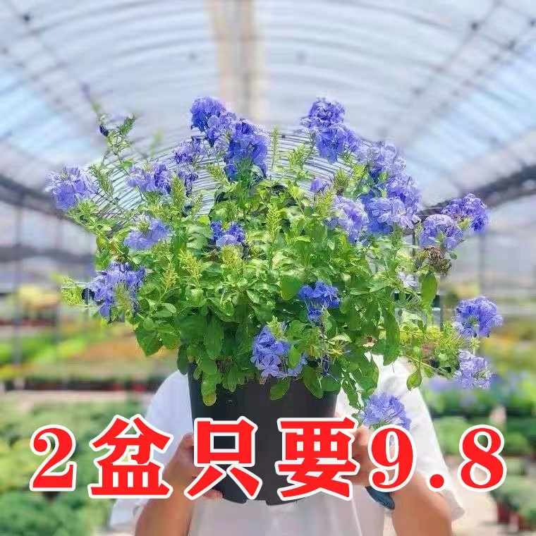 蓝雪花灌木阳台四季美观