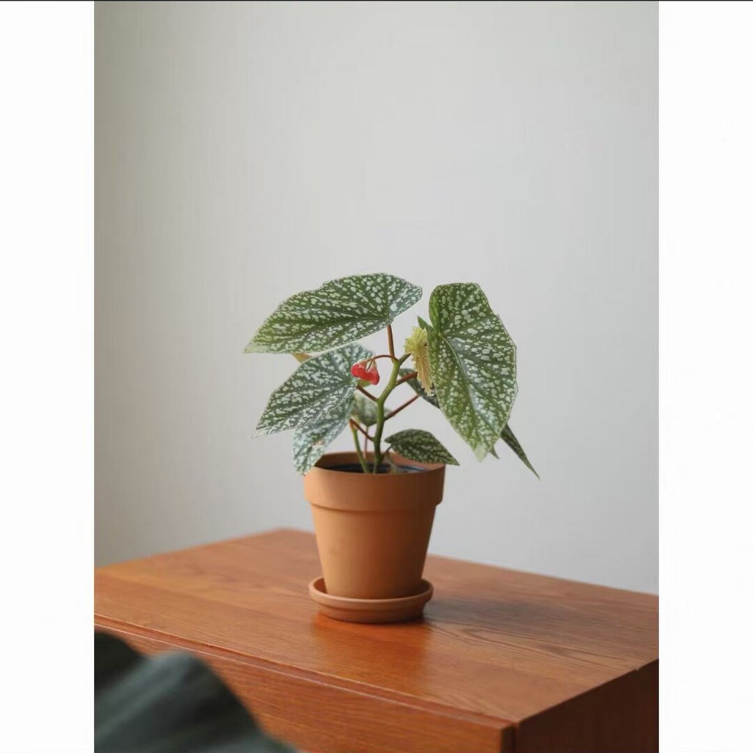 富士山秋海棠竹节类水培植物耐阴