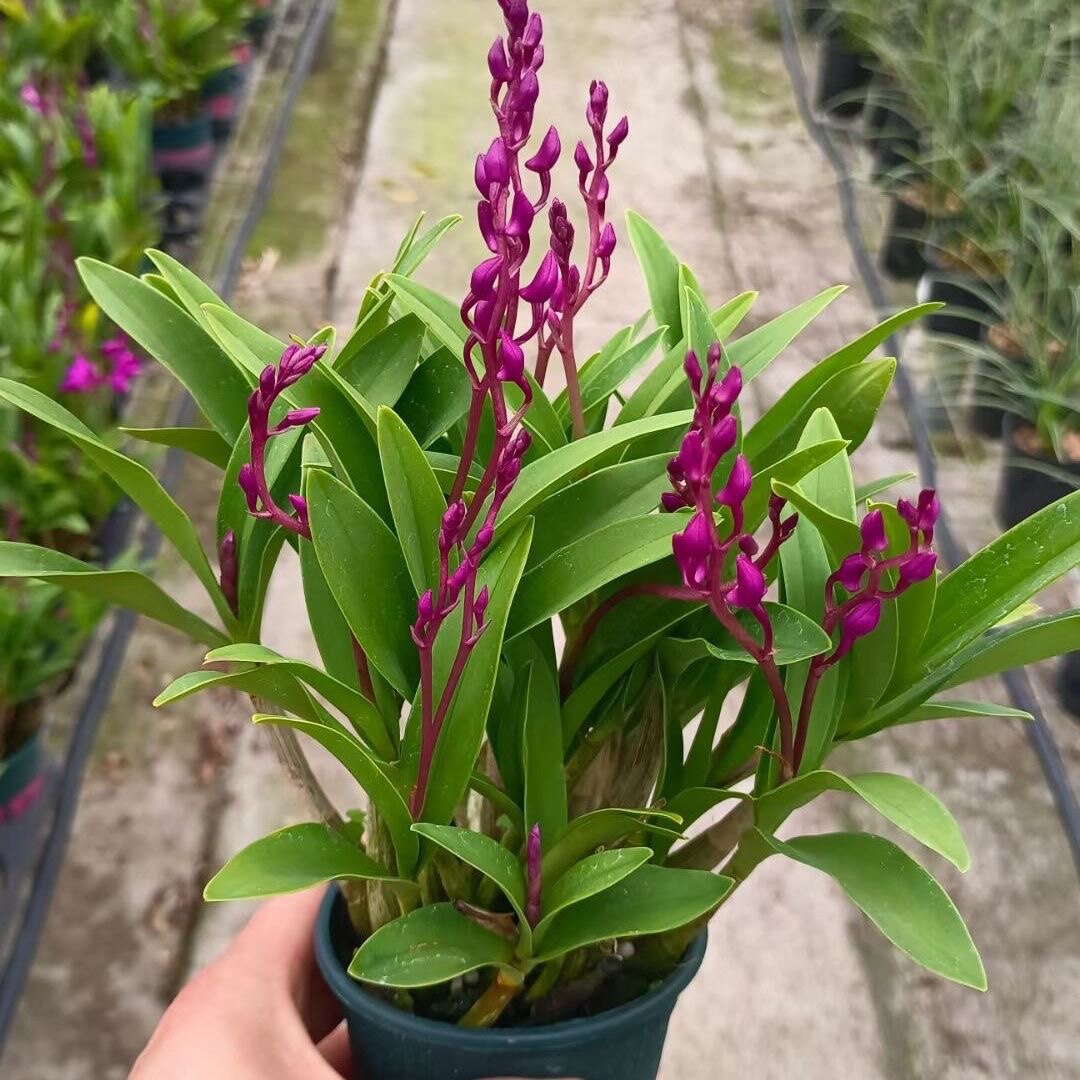 带花苞绿植客厅石斛兰四季花卉