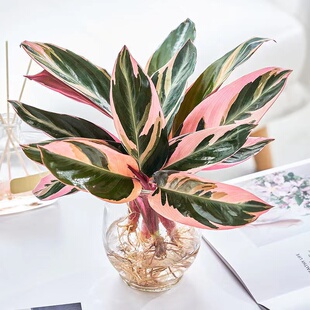 七彩竹芋招财火凤凰孔雀竹芋室内盆栽植物净化空气防辐射彩叶植物