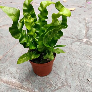 卷叶火焰鸟巢蕨办公室内喜阴绿植盆栽防辐射净化空气懒人好养花卉