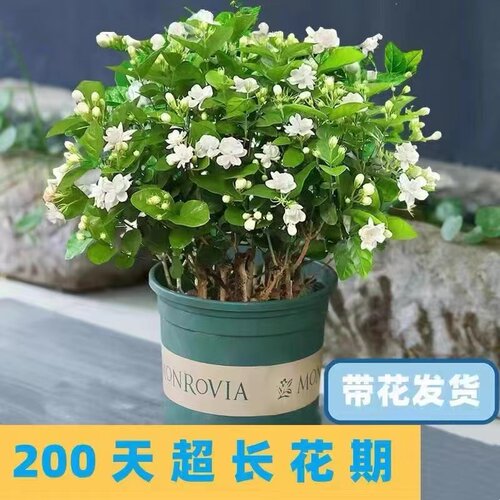 茉莉花盆栽室内四季观花带花苞