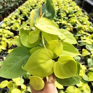 柠檬汁蔓绿绒柠檬色心型叶片热带阳台绿植物盆栽进口网红黄金绿萝