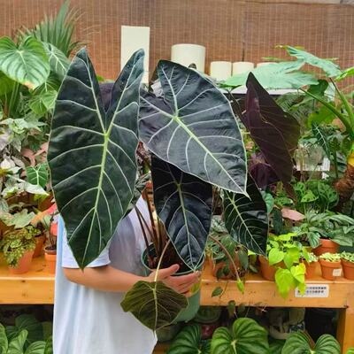 苏拉维西海芋高级热植大叶氛围感