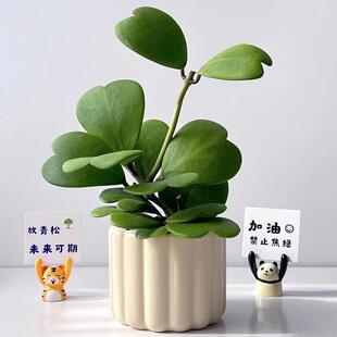 心叶球兰盆栽多肉植物老桩绿植花卉办公室内好养北欧网红解压爬藤