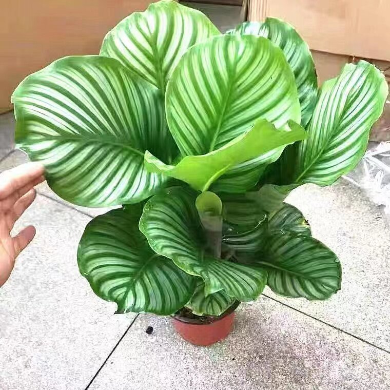 青苹果竹芋室内阳台净化空气