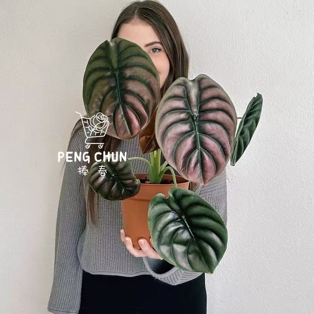 铜叶海芋网红水培热植盆栽图片