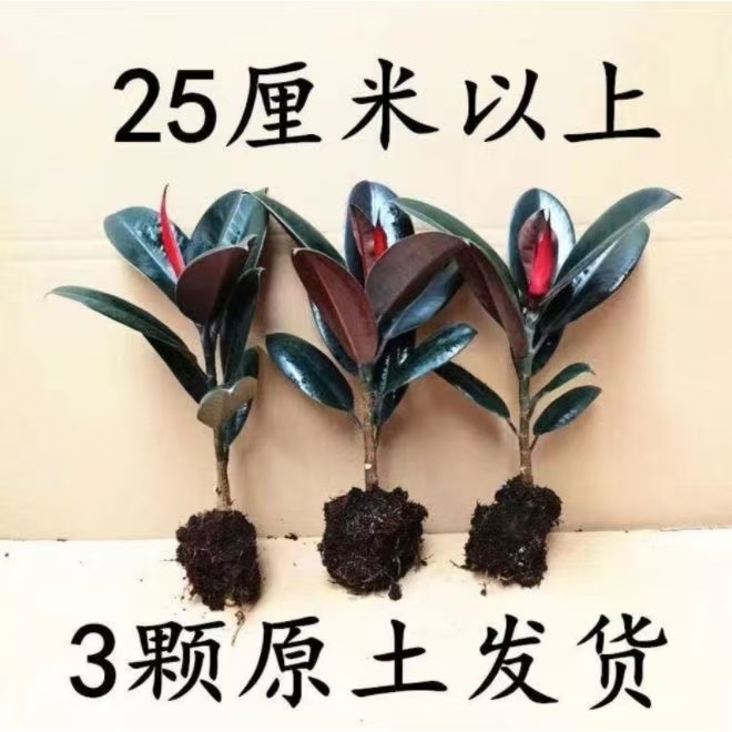 黑金刚橡皮树净化空气办公室绿植