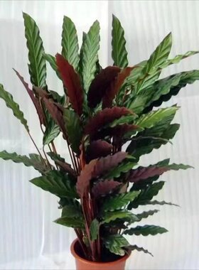 飞羽竹芋客厅净化空气吸甲醛