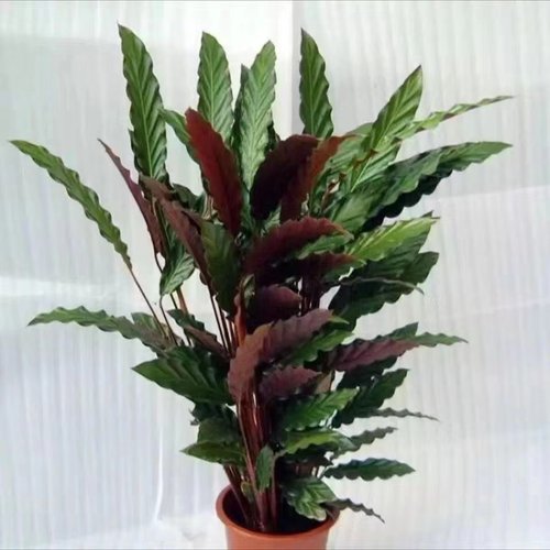 飞羽竹芋客厅净化空气吸甲醛